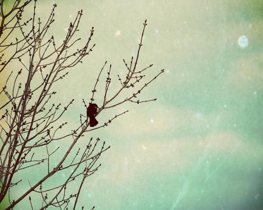 bird--tree-bird-nature-still-life-winter-fall-autumn-wall-decor-landscape-portrait-amelia-kay-photography